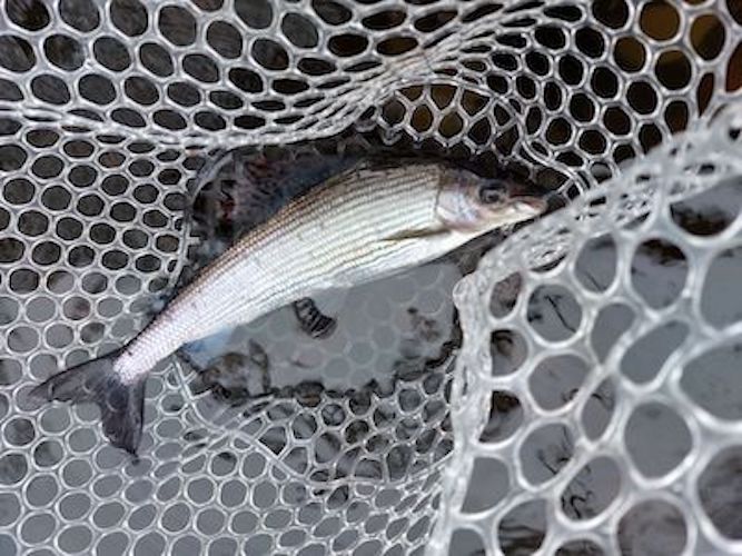 Late March Grayling (2022)