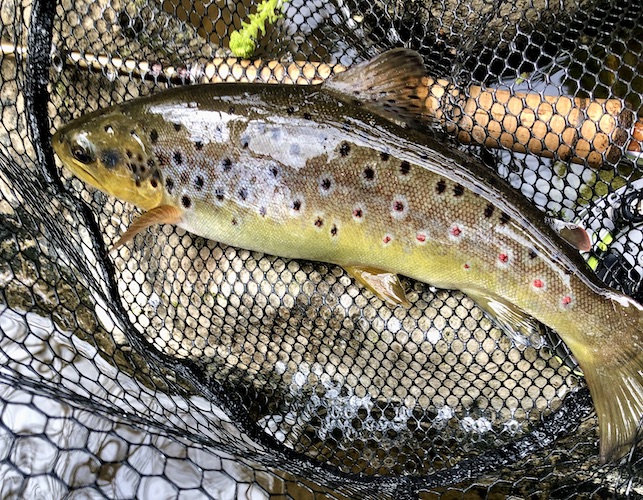 Wild Trout