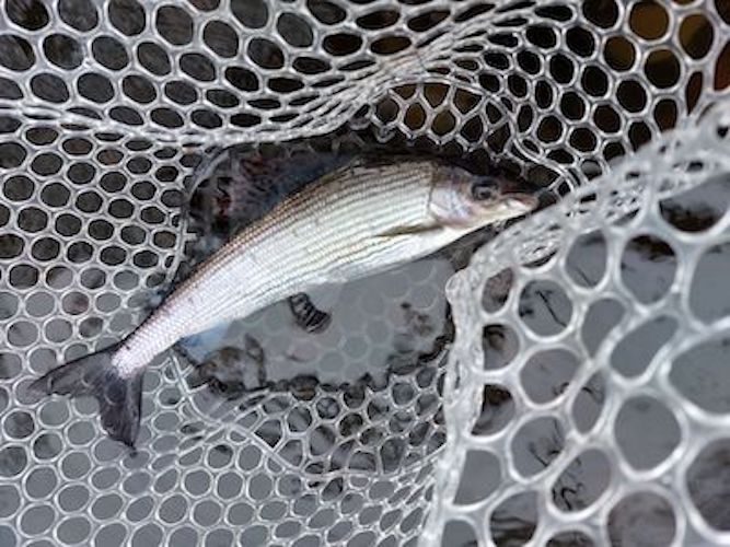 Grayling