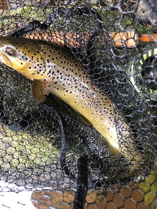 Wild Trout