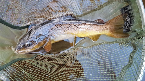 Wild Trout