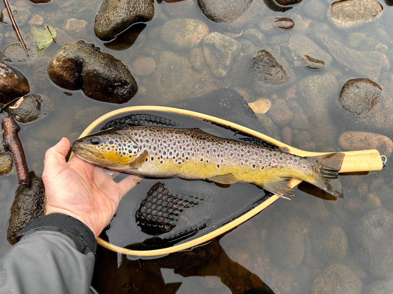 Wild Trout