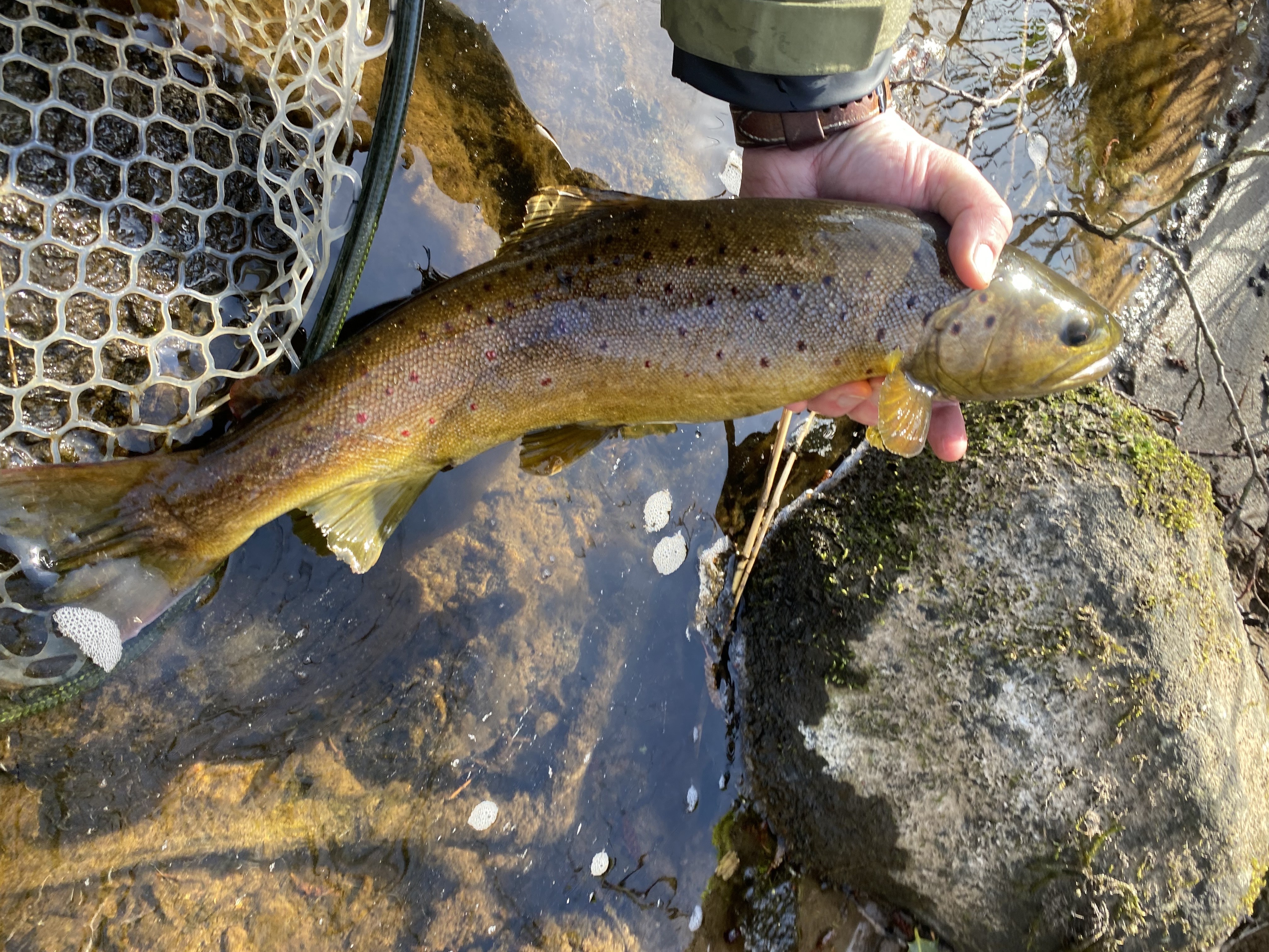 Wild Trout