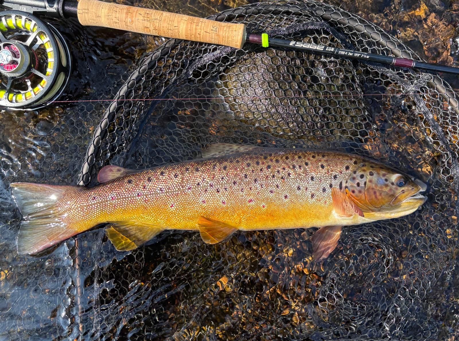 Large Wild Trout