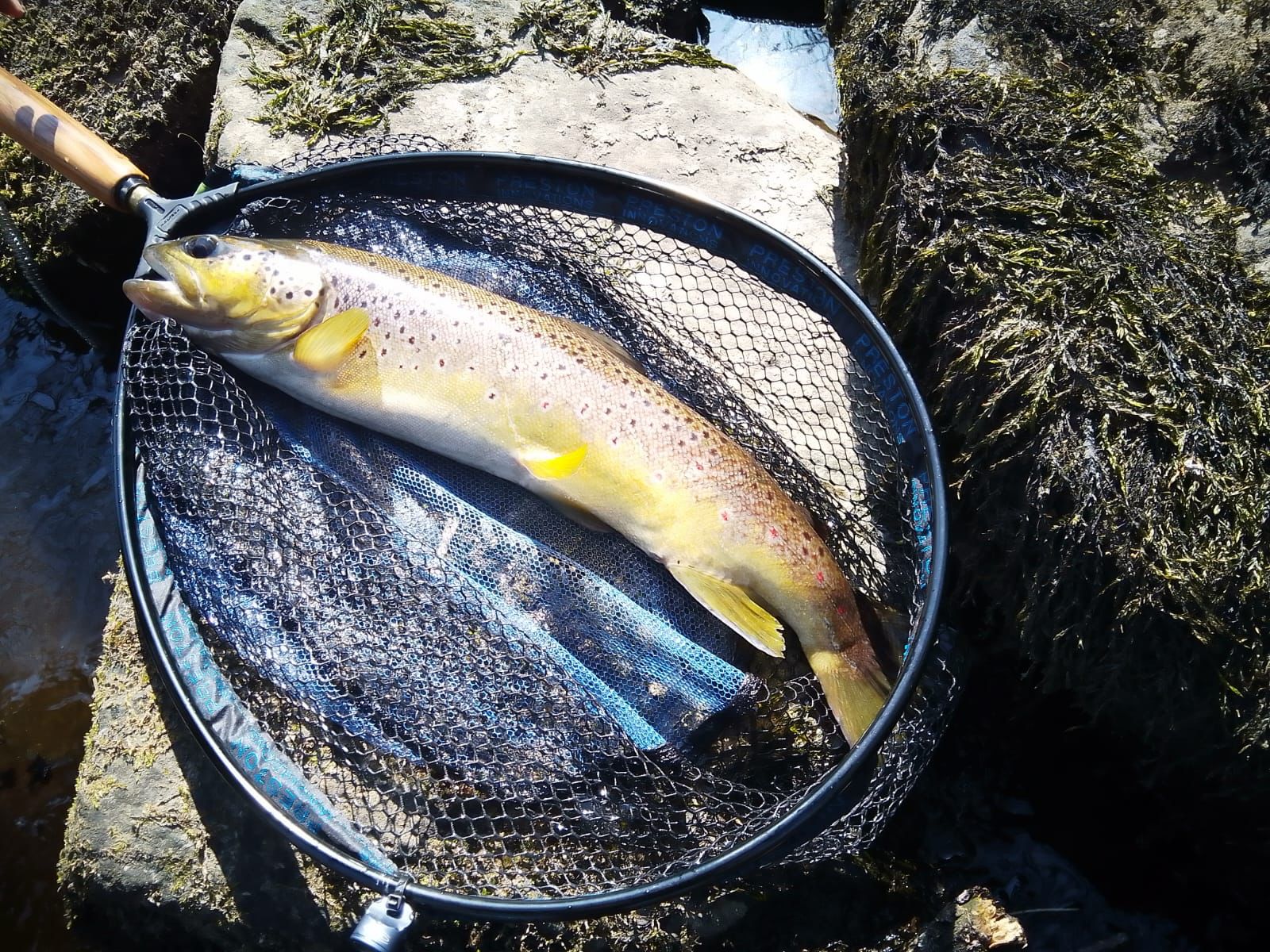 Large Wild Trout