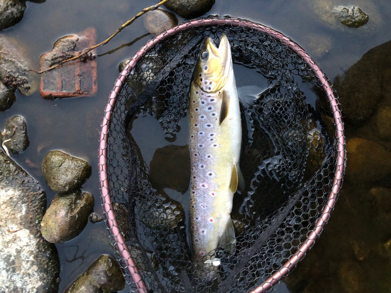Wild Trout