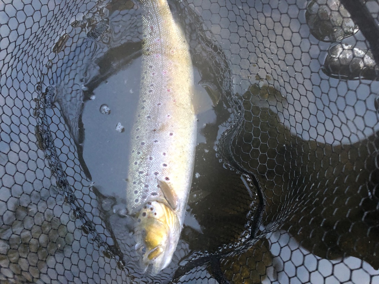 Wild Trout