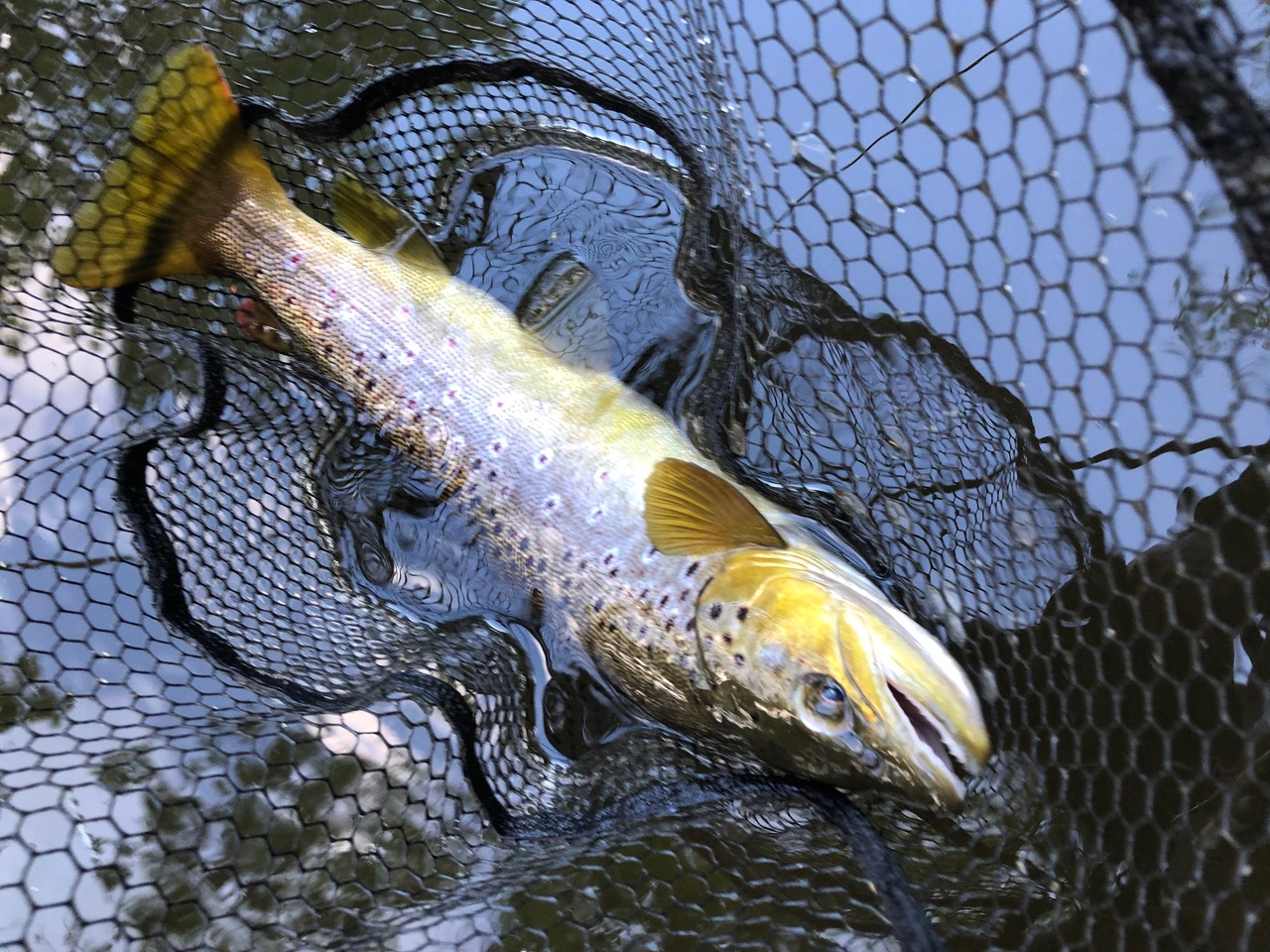Wild Trout